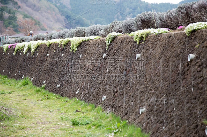 日本川口町墙壁背景上的粉色苔藓