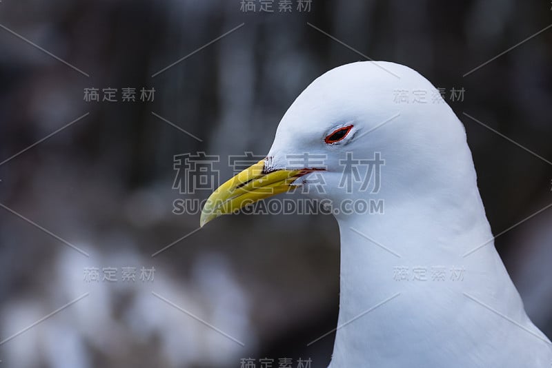 法恩群岛上的基蒂威克肖像