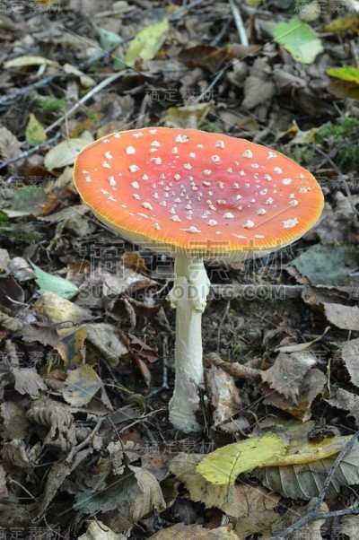 鹅膏菌或蝇木耳