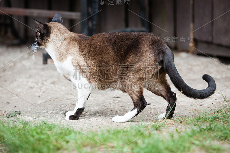 东方暹罗猫