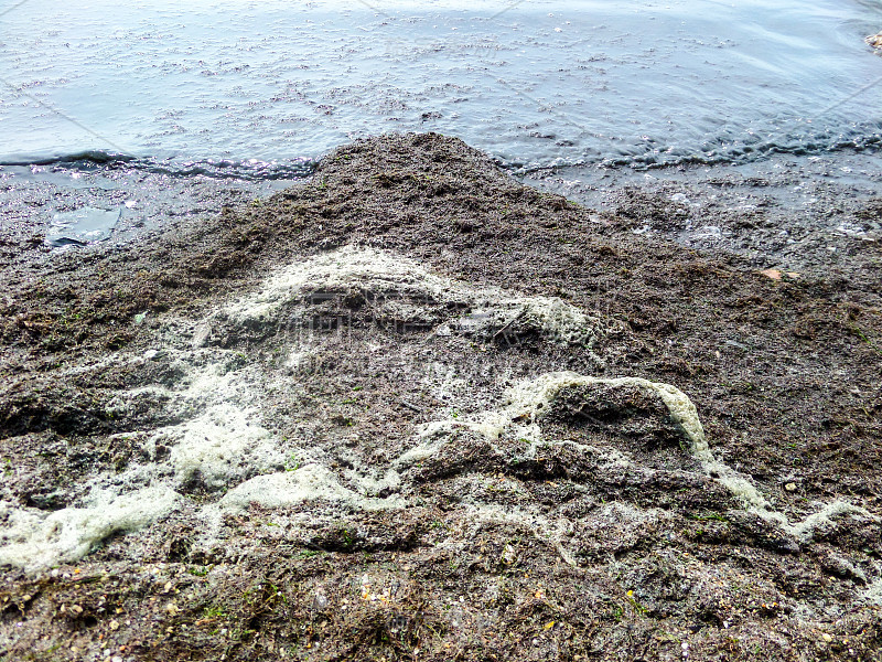 贝壳死在海滩上