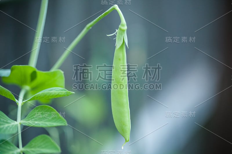 在花园里种植豌豆