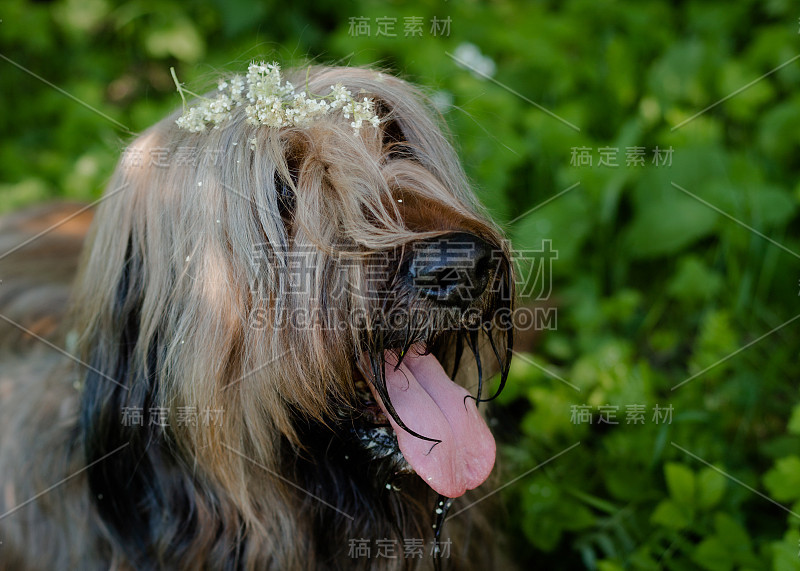 一只红色的牧羊犬，荆棘正在春天的草地上玩耍。