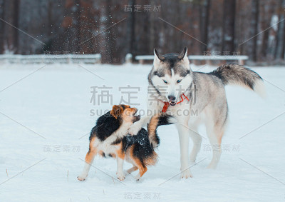 游戏纯种狗。