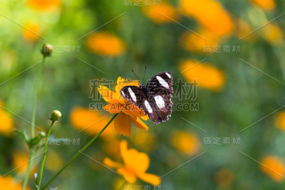 Eggfly蝴蝶