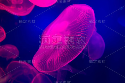 阿联酋，水族馆里的水母