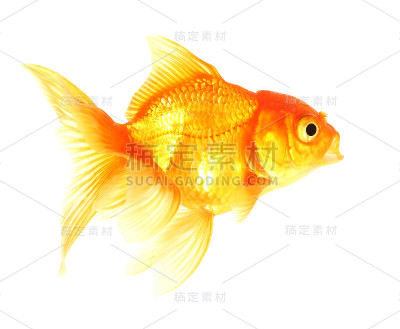 金鱼