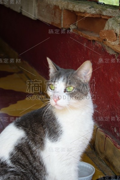 大猫