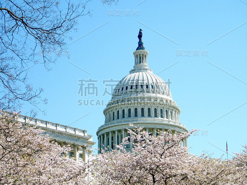 华盛顿的樱花和国会大厦的圆顶2010年4月