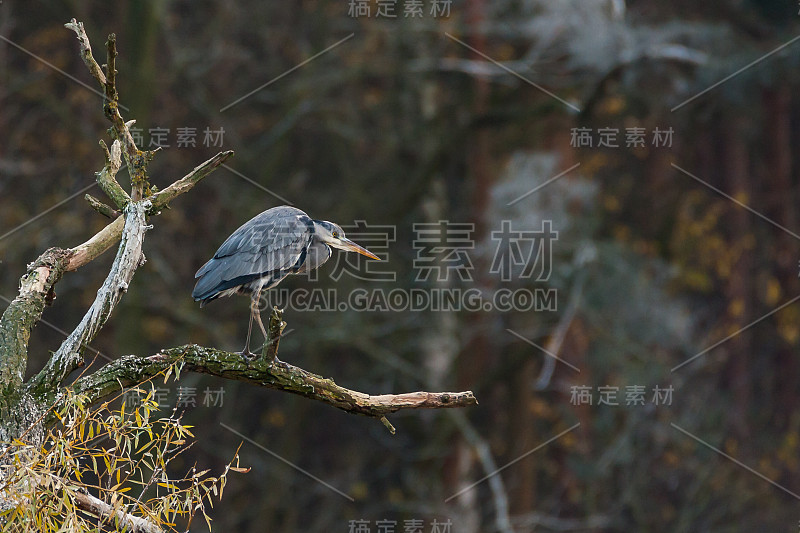 苍鹭在枝上