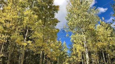 亚利桑那州弗拉格斯塔夫(Flagstaff)的白杨树