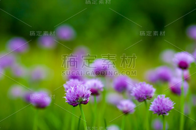 花园香草韭菜花