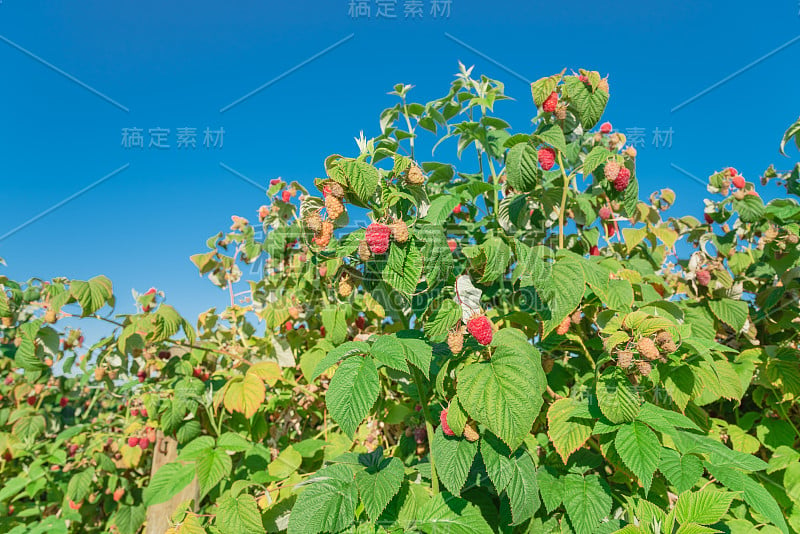 在美国华盛顿，碧蓝的天空下，茂盛的成熟树莓丛