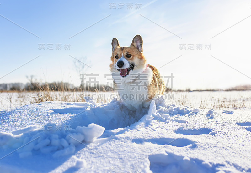 红色柯基狗狗在冬天的阳光公园散步，在雪堆上奔跑