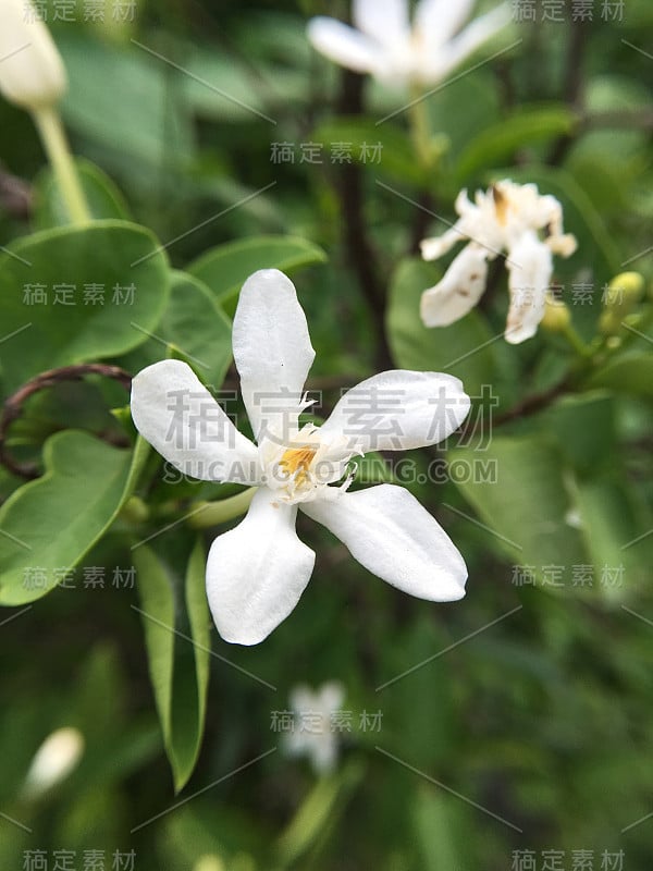 自然园林中的抗痢疾花