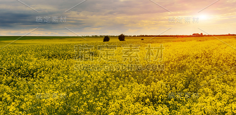 蓝天下黄油菜田