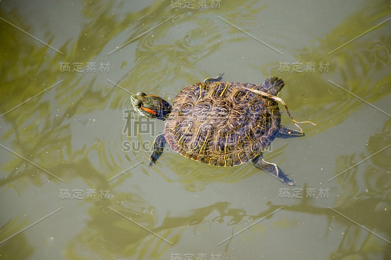 孤单的乌龟在湖里游泳