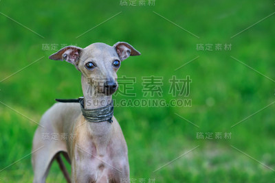这是意大利灰狗的品种