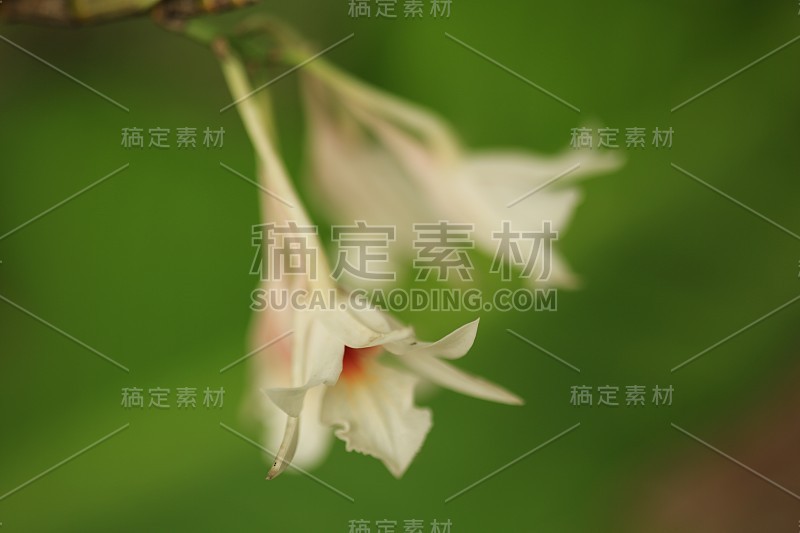 兰花