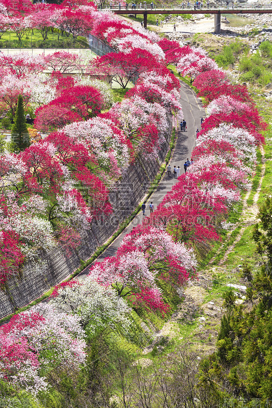 阿奇村是一个桃花村