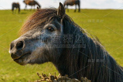 快乐的马