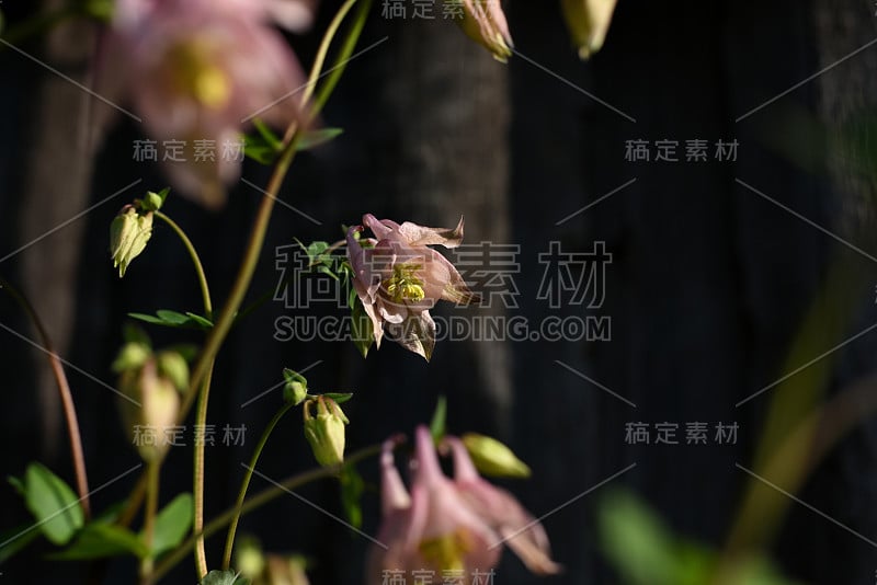 水仙花或欧洲耧斗菜的花，普通耧斗菜，奶奶的睡帽，奶奶的帽子