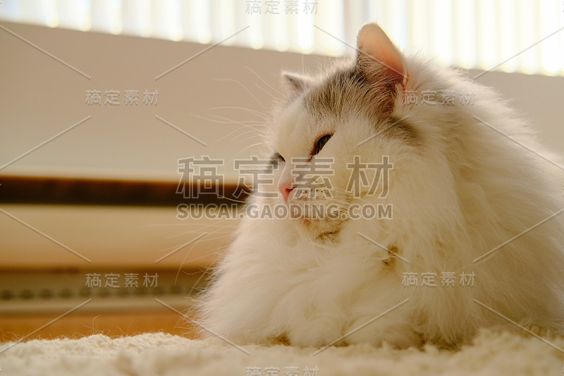 阳光明媚的一天和一只猫