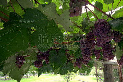 葡萄藤上的葡萄
