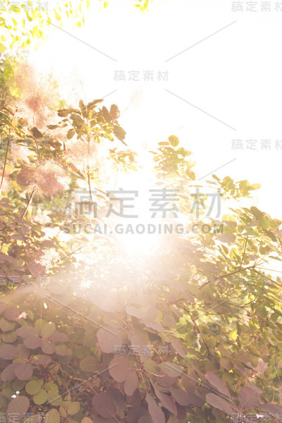 烟树太阳花