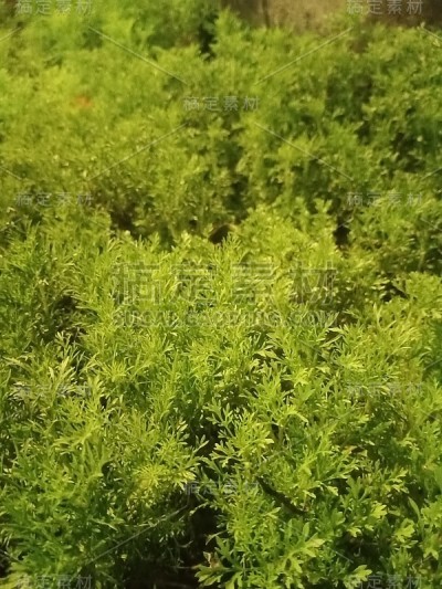 格林伍德