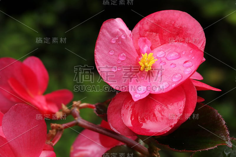 洋红色的海棠花带雨点