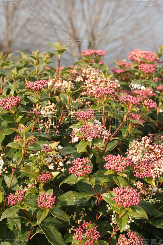 日本小鱼花或日本小鱼花开花