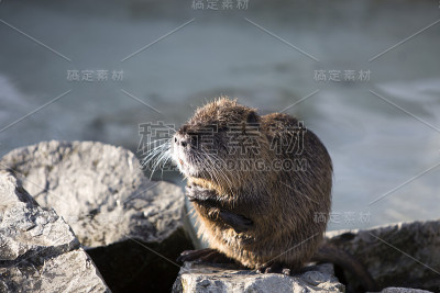 海狸鼠坐在岩石上的肖像