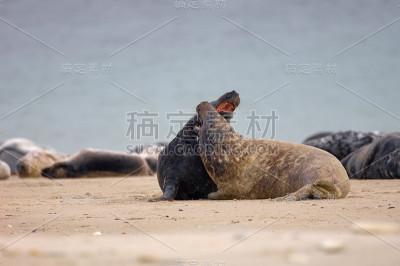 海豹在战斗