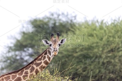 长颈鹿