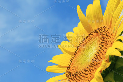 向日葵