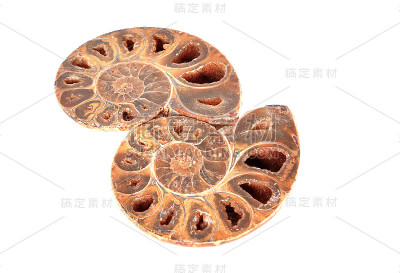 菊石化石外壳