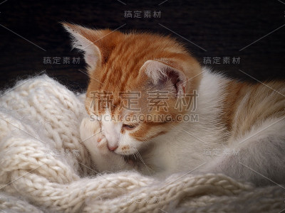 小猫睡甜蜜