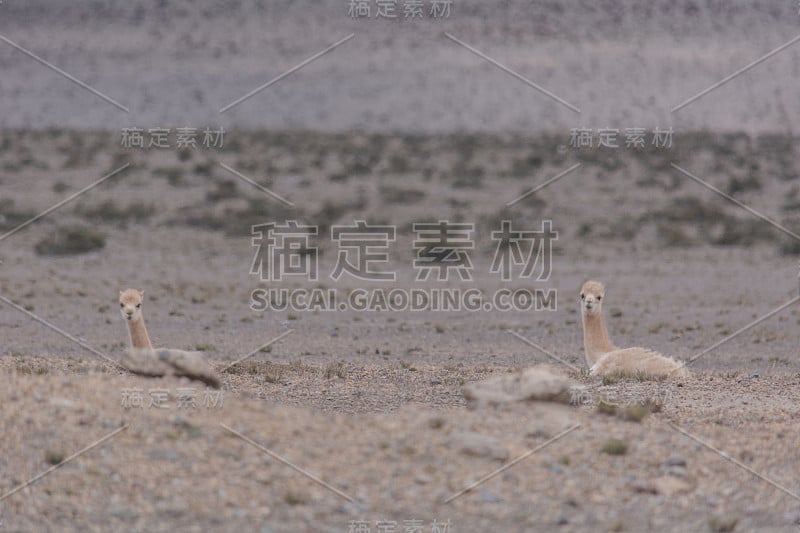 Vicuñas在钦博拉索