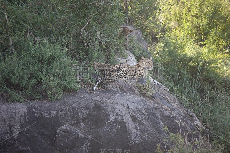 豹肯尼亚非洲大草原野生动物猫哺乳动物