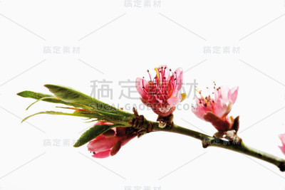 桃花,树枝