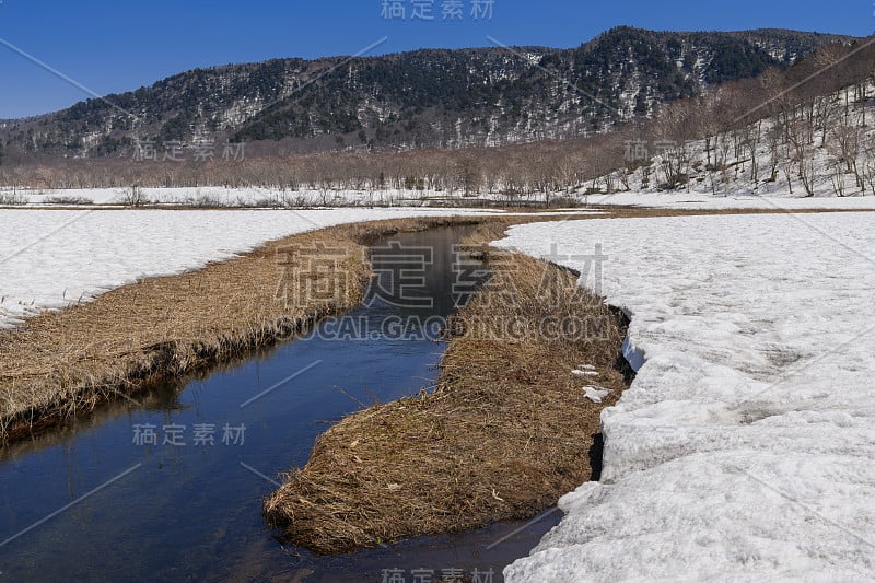 春天的Ozegahara沼泽地