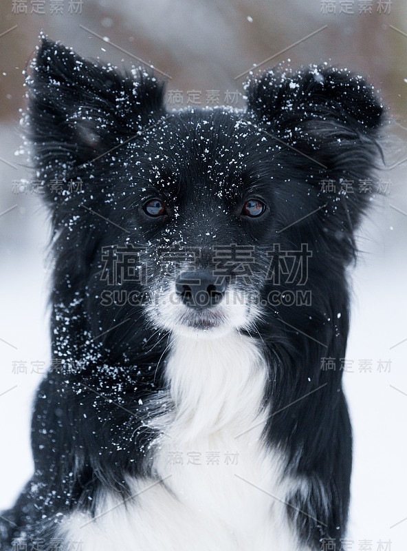 雪中的博德牧羊犬