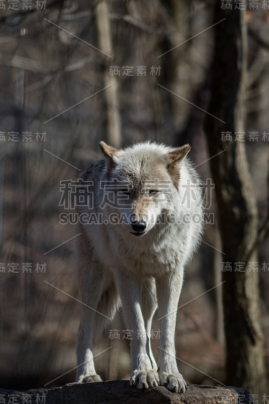 北极狼站在早春的树林岩石上写真