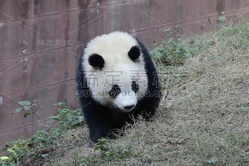 中国成都大熊猫基地的大熊猫