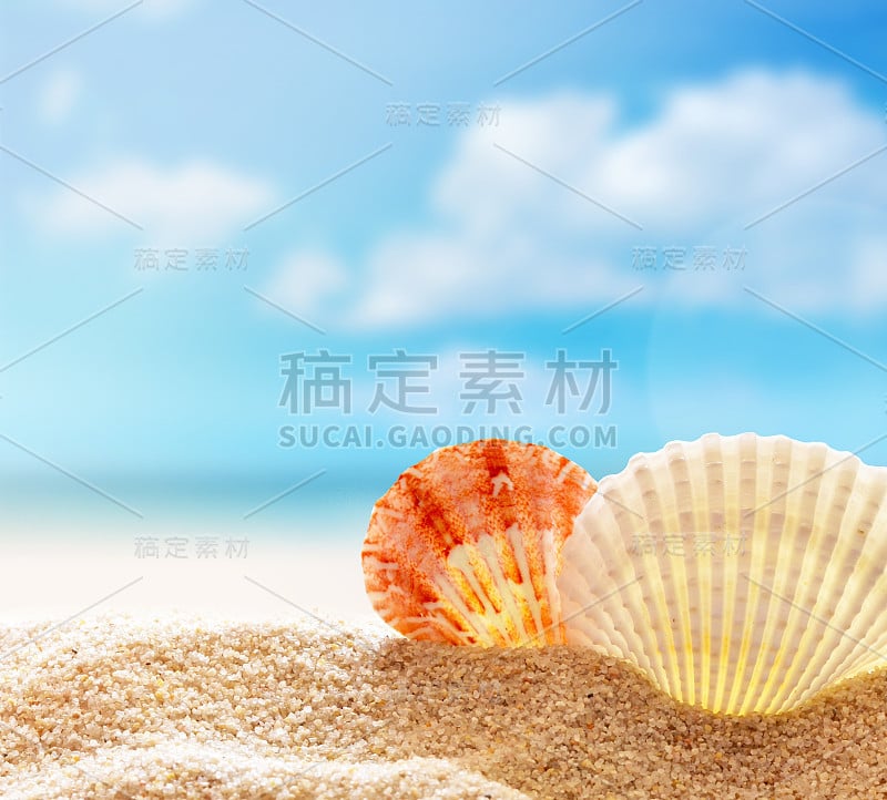 Shell on the beach