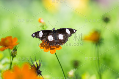 Eggfly蝴蝶