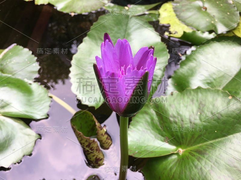 荷花在池中