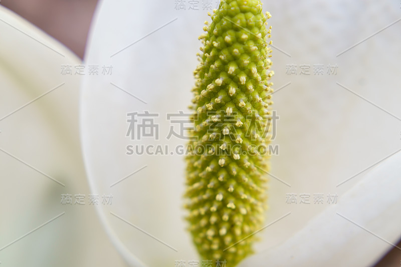 亚洲臭白菜