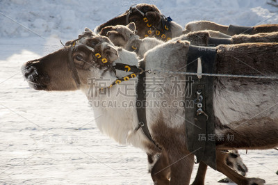 北鹿在雪地跑道上奔跑
